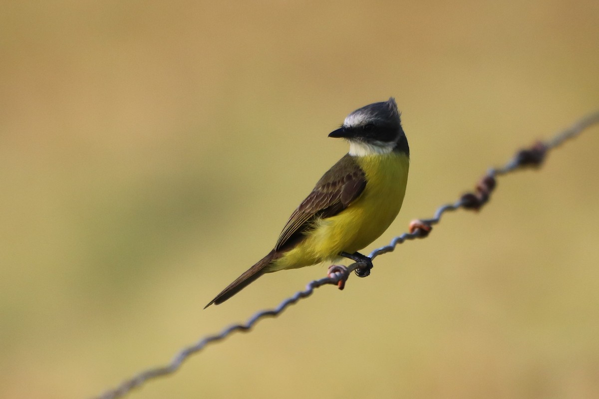 Gray-capped Flycatcher - Hayden Bildy