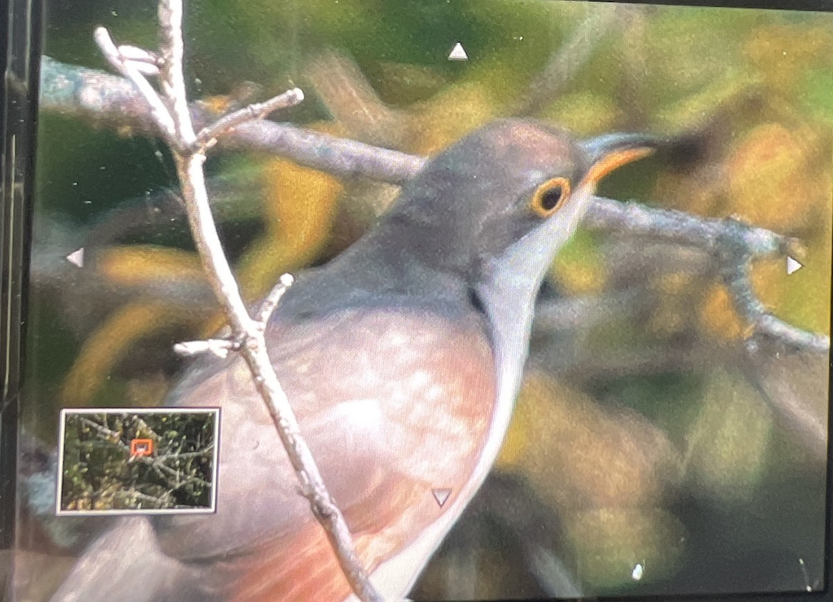 Yellow-billed Cuckoo - ML608948082