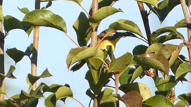 Paruline masquée - ML608948114