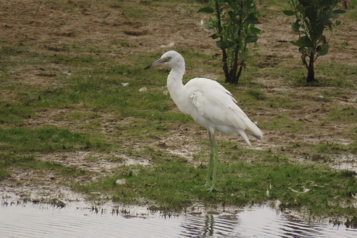 Little Blue Heron - ML608948120