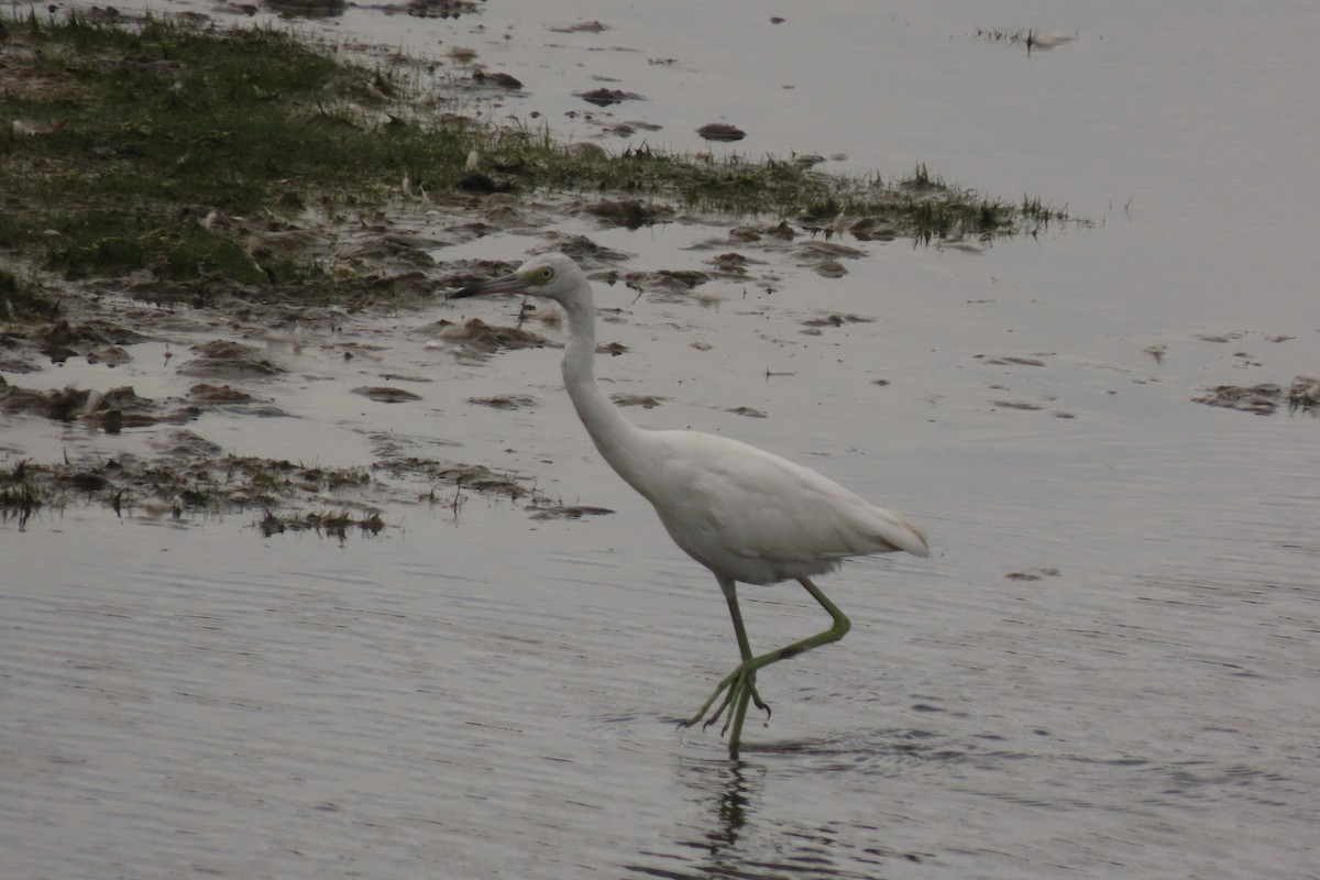 Little Blue Heron - ML608948137