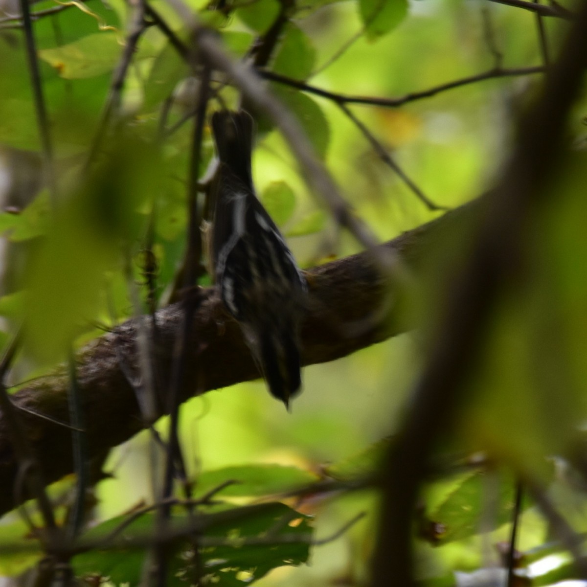 Black-and-white Warbler - Till Dohse