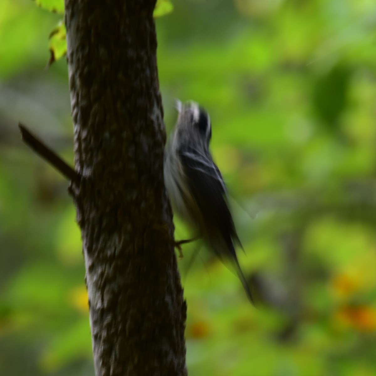 Black-and-white Warbler - ML608948150