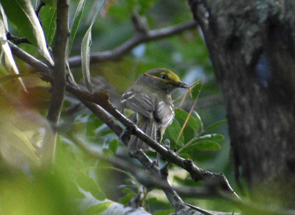 hvitøyevireo - ML608948220