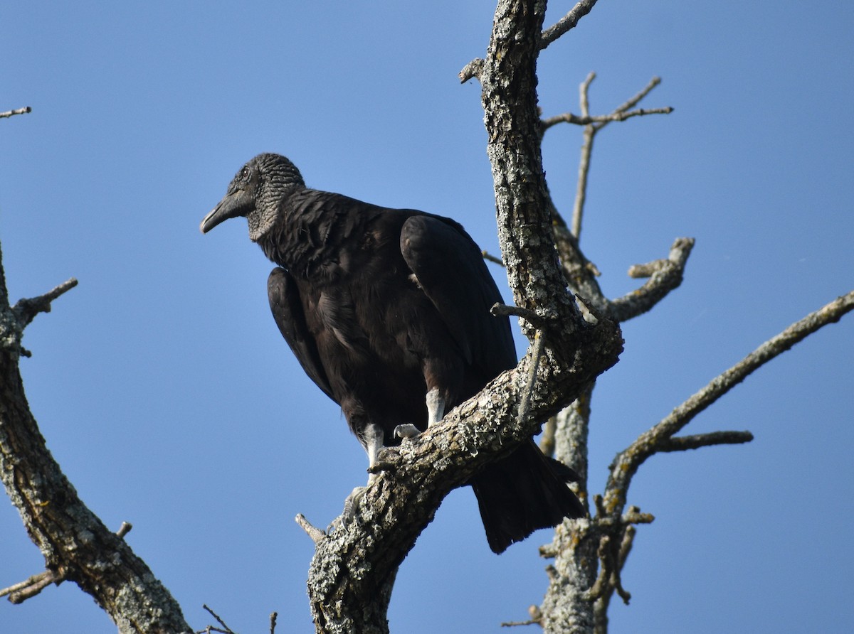 Black Vulture - ML608948231