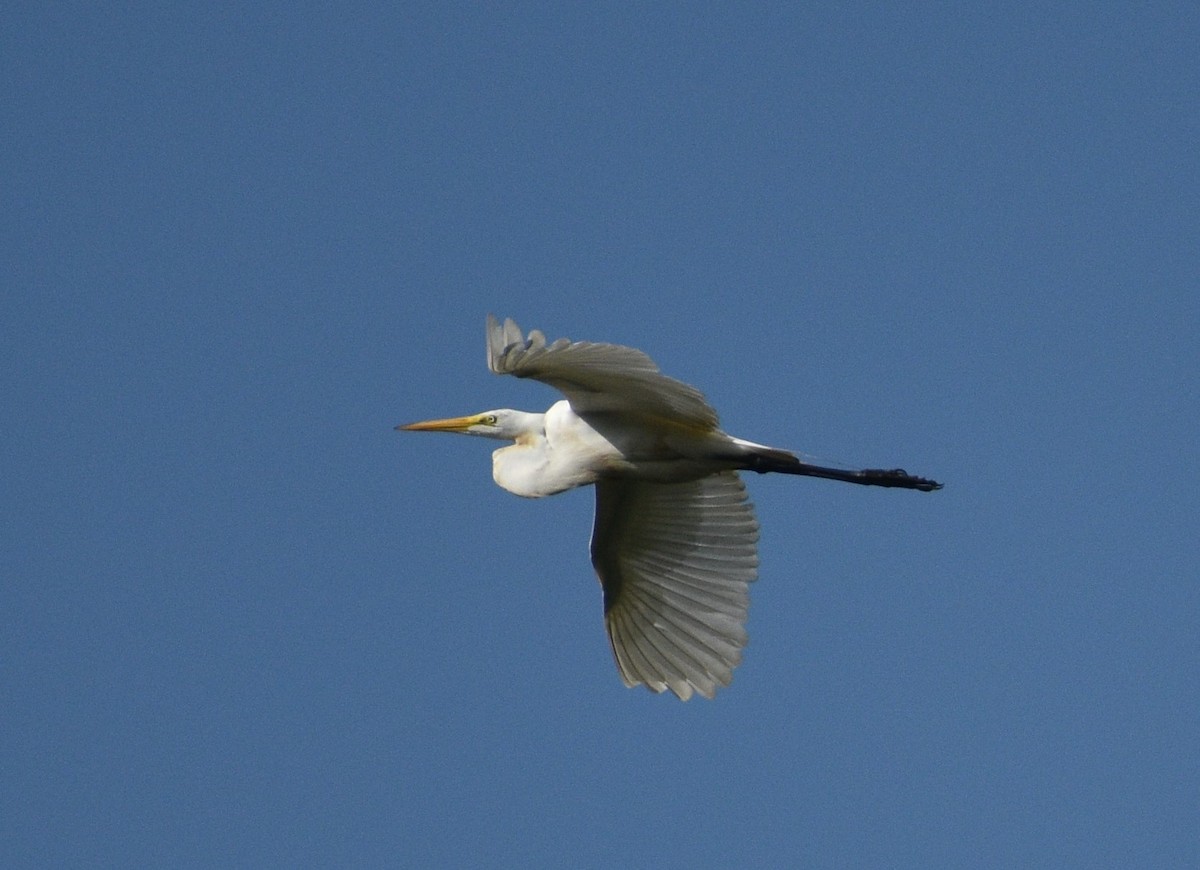 Western Cattle Egret - ML608948241