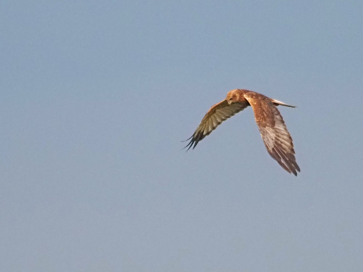 Western Marsh Harrier - ML608948264