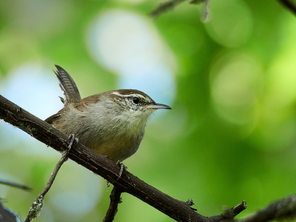 Bewick's Wren - ML608948319