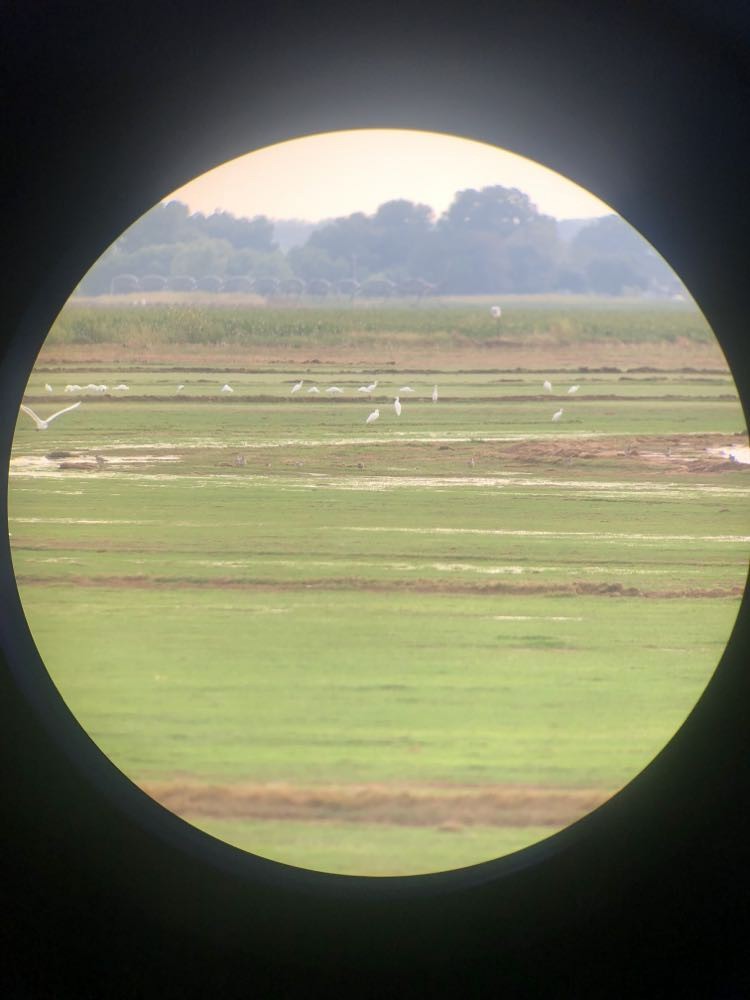 Black-bellied Plover - ML608948474