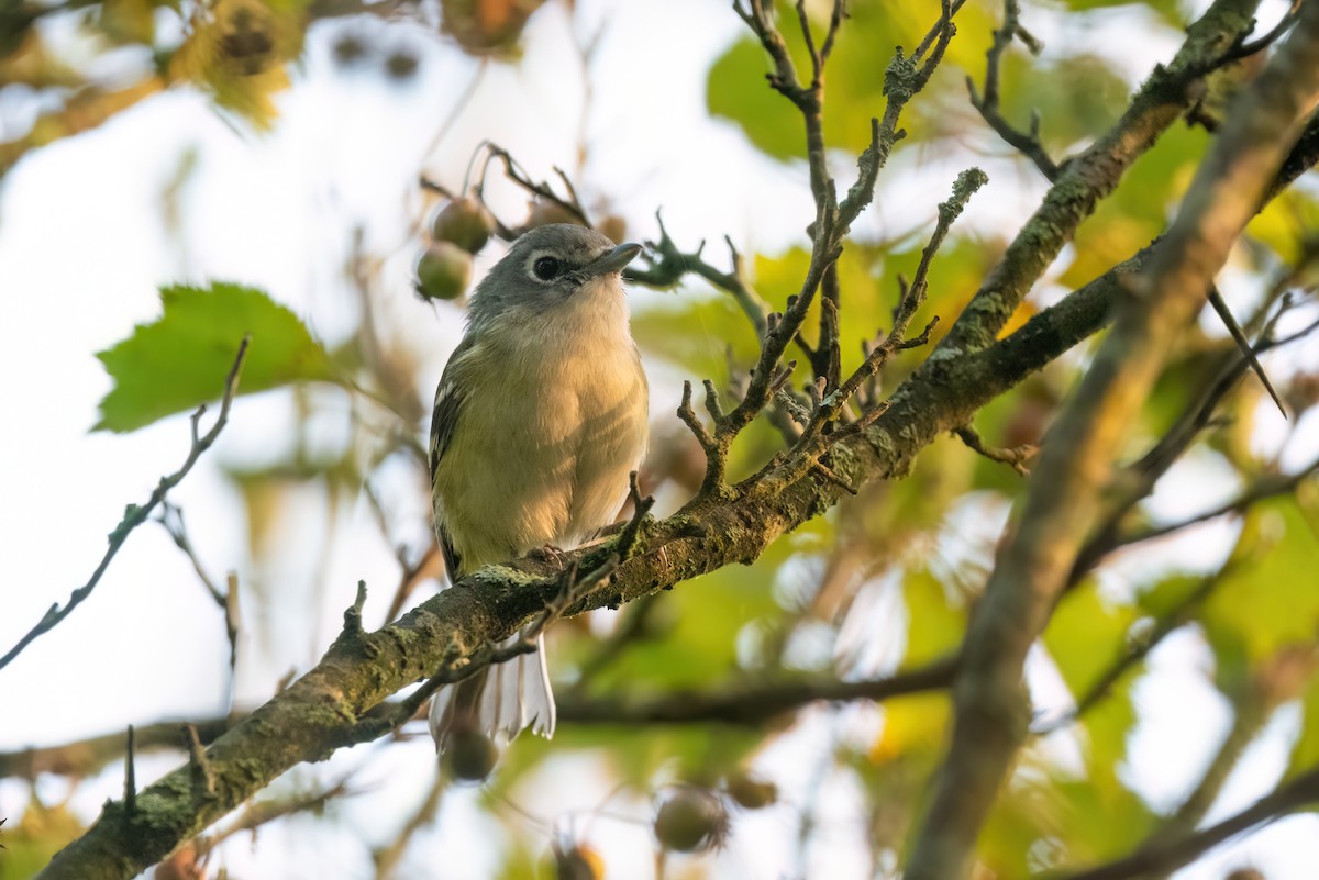 Vireo Solitario - ML608948585