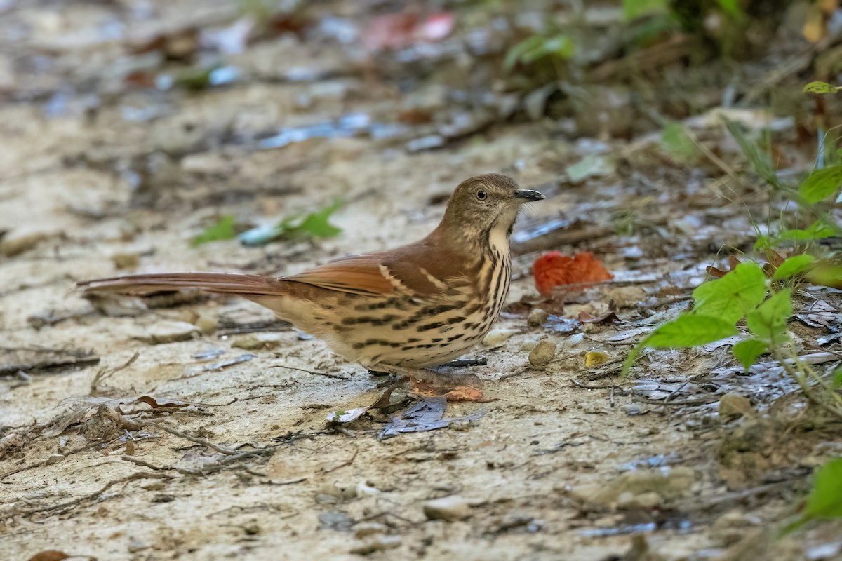 Brown Thrasher - ML608948600