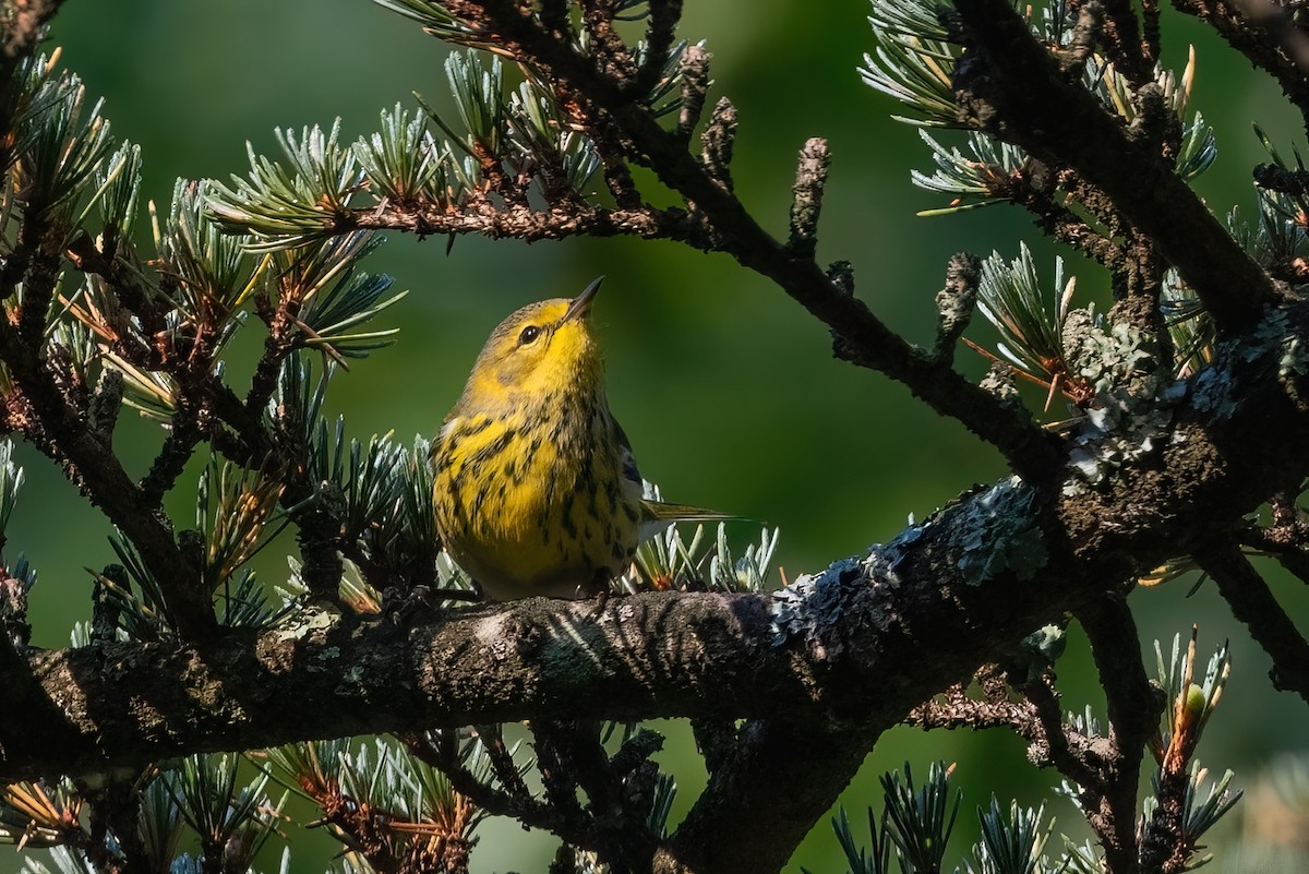 Cape May Warbler - ML608948617