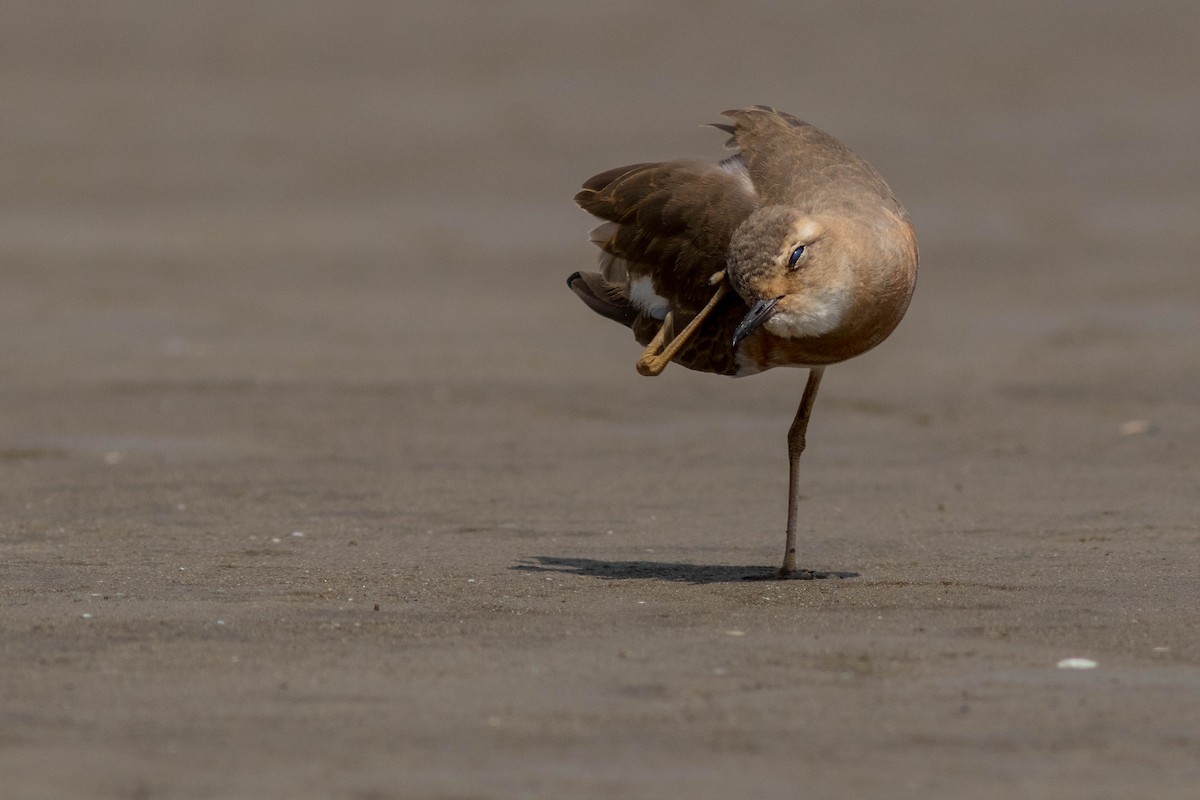 Oriental Plover - ML608948639