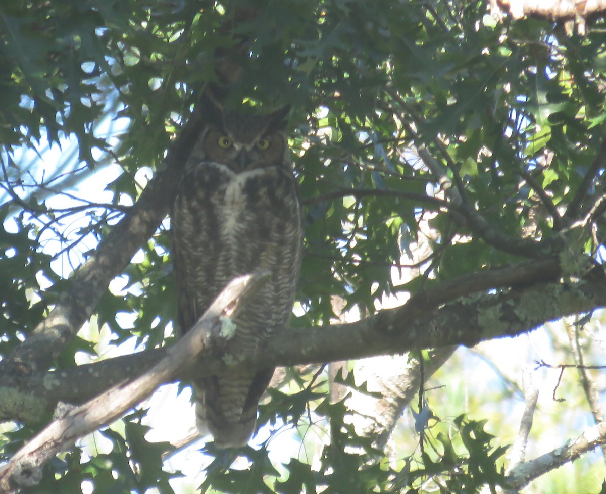 Great Horned Owl - ML608948649