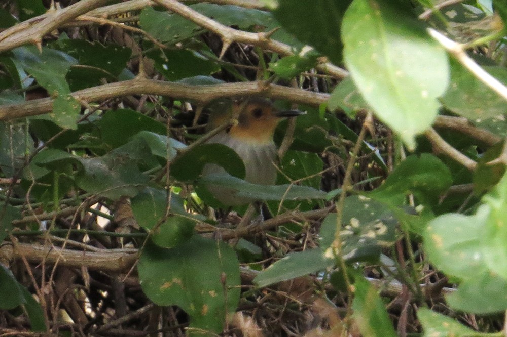 Ochre-faced Tody-Flycatcher - ML608948651