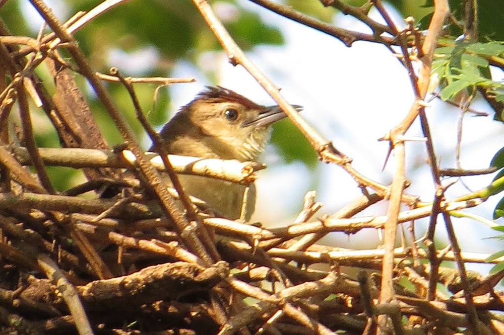 Rufous-fronted Thornbird - ML608948659