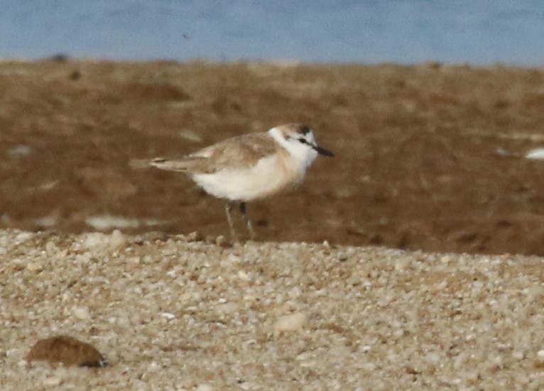 White-fronted Plover - ML608948670