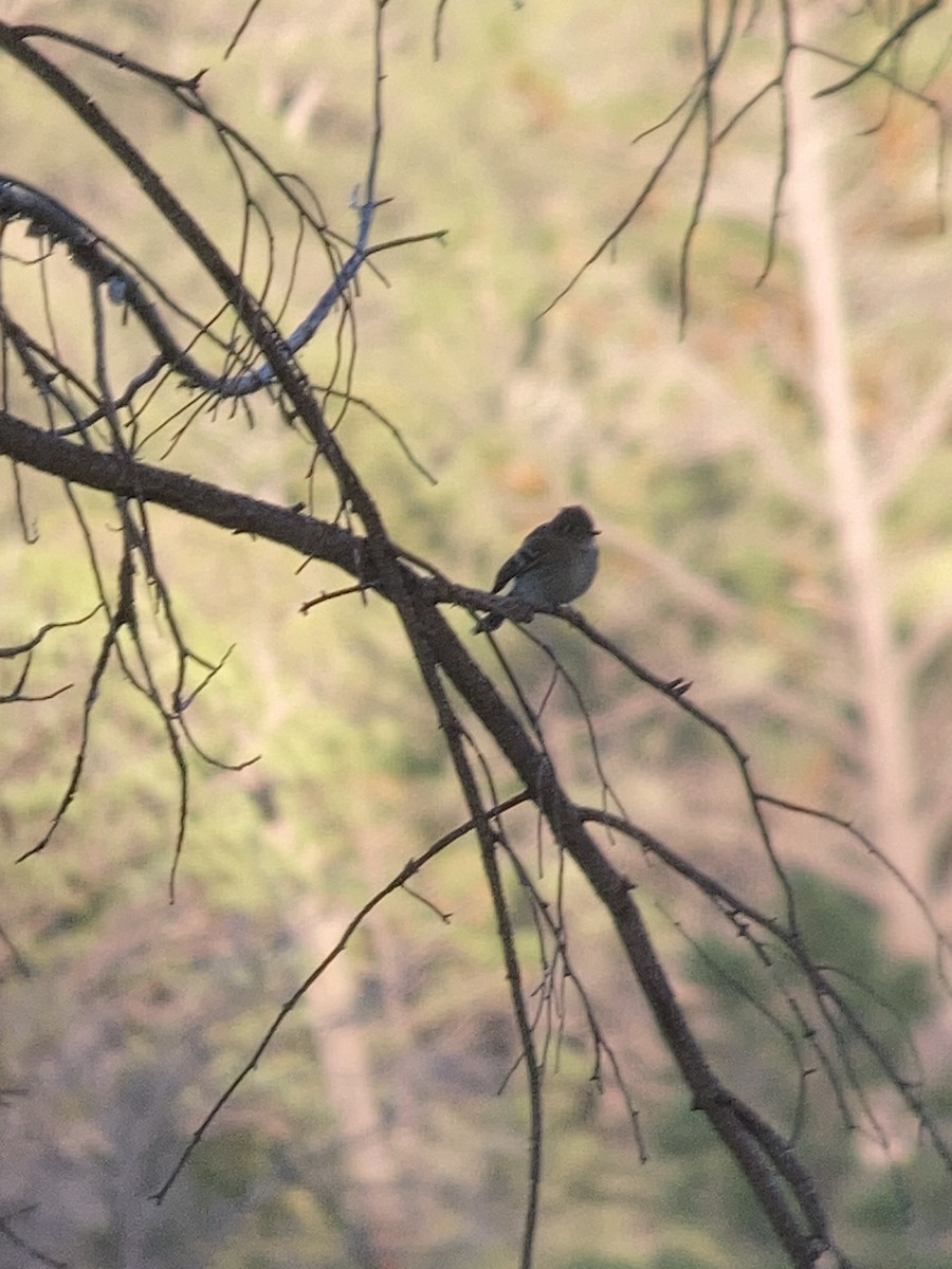 Hammond's Flycatcher - ML608948688