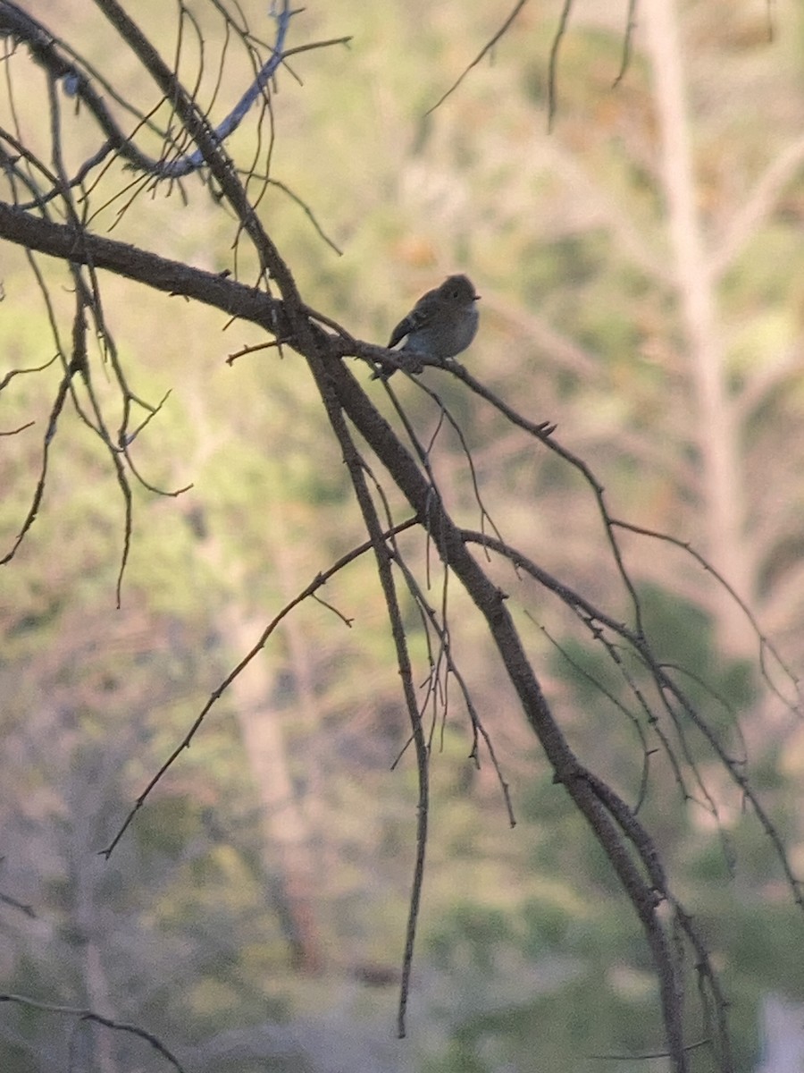 Hammond's Flycatcher - ML608948689