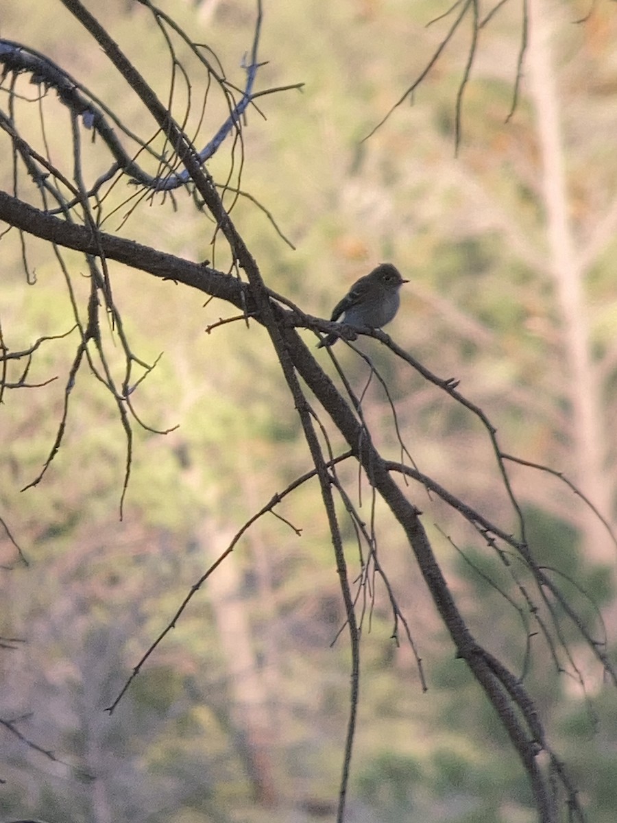 Hammond's Flycatcher - ML608948690