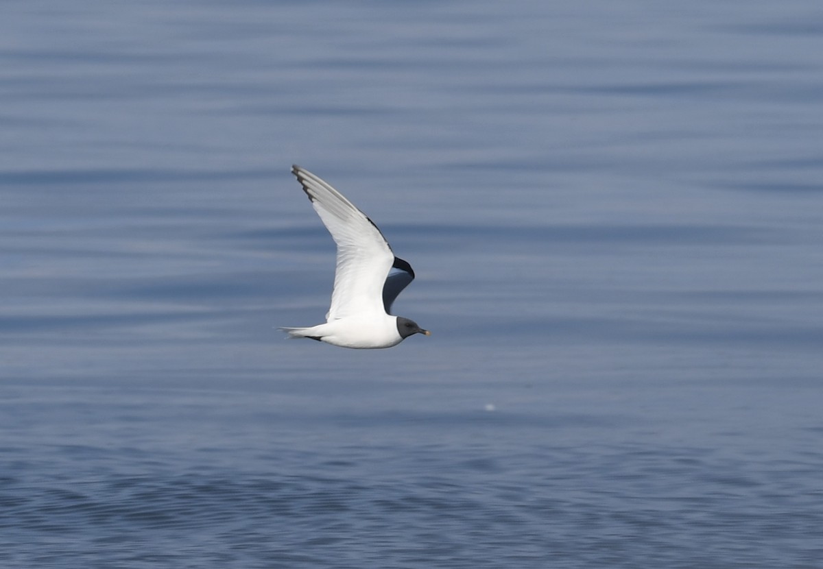 Mouette de Sabine - ML608948694