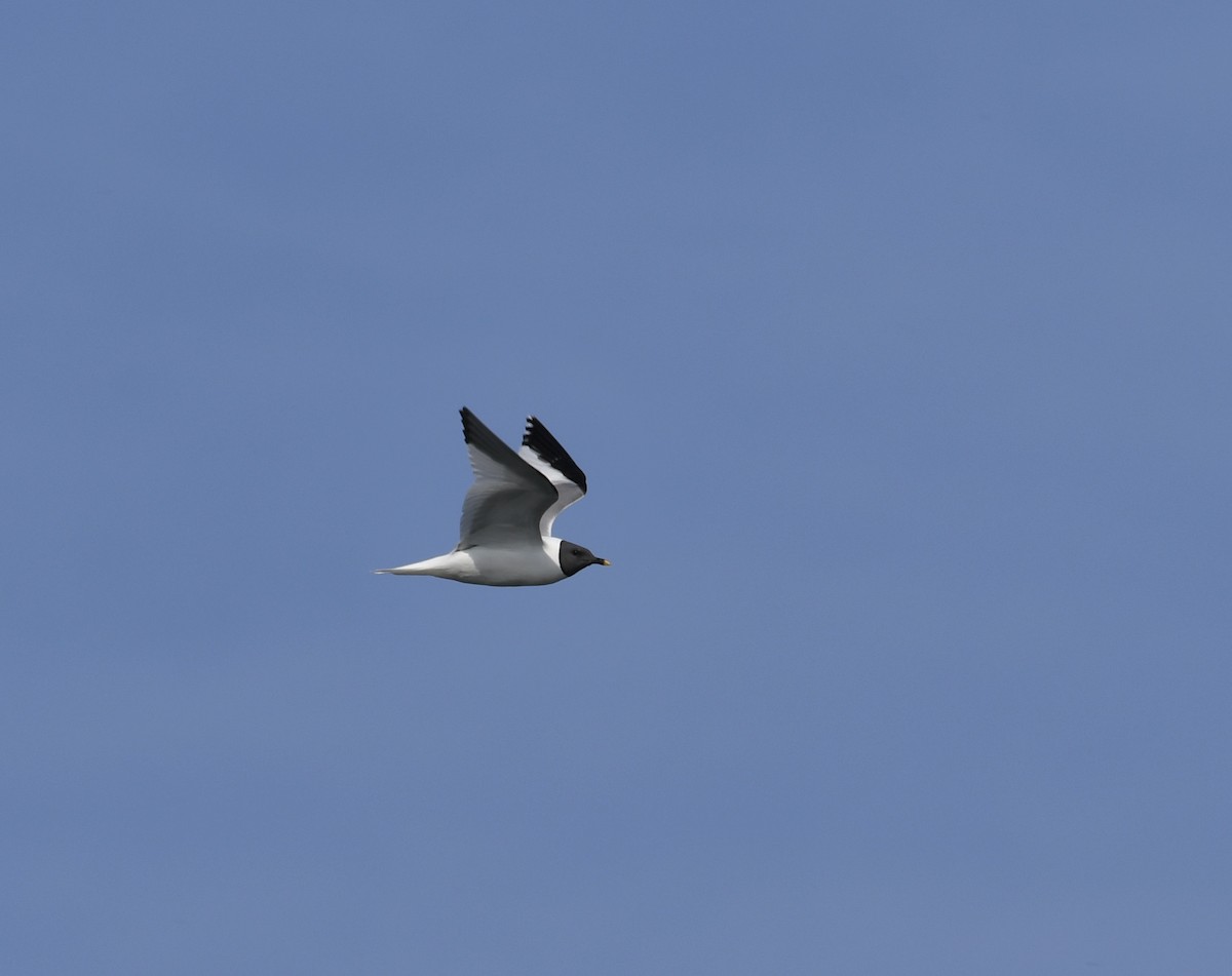 Mouette de Sabine - ML608948695