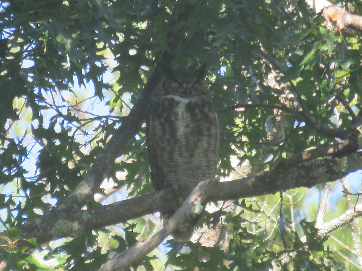 Great Horned Owl - ML608948703