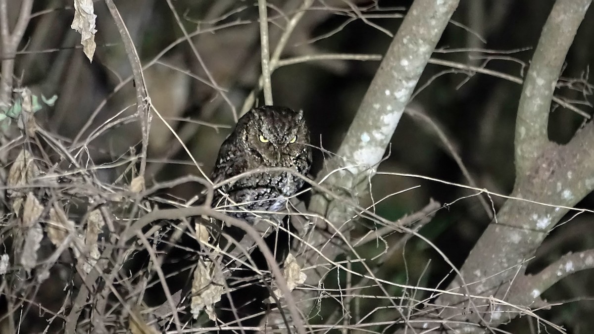 Montane Forest Screech-Owl - Silvia Vitale