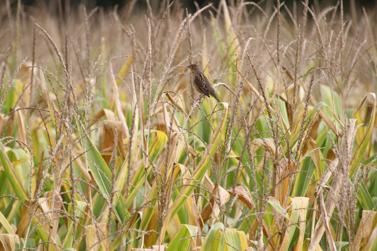 Dickcissel - ML608948787