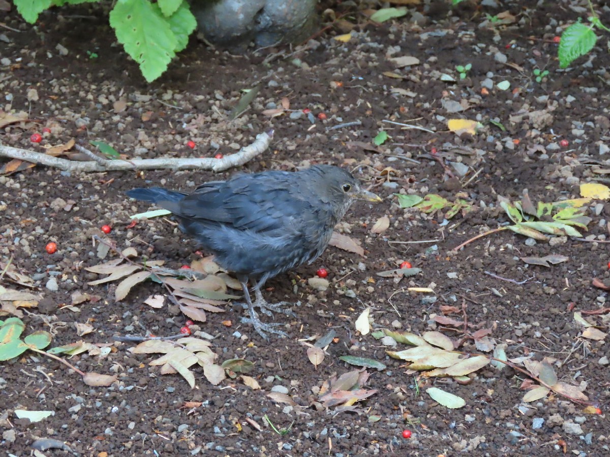 Eurasian Blackbird - ML608948816