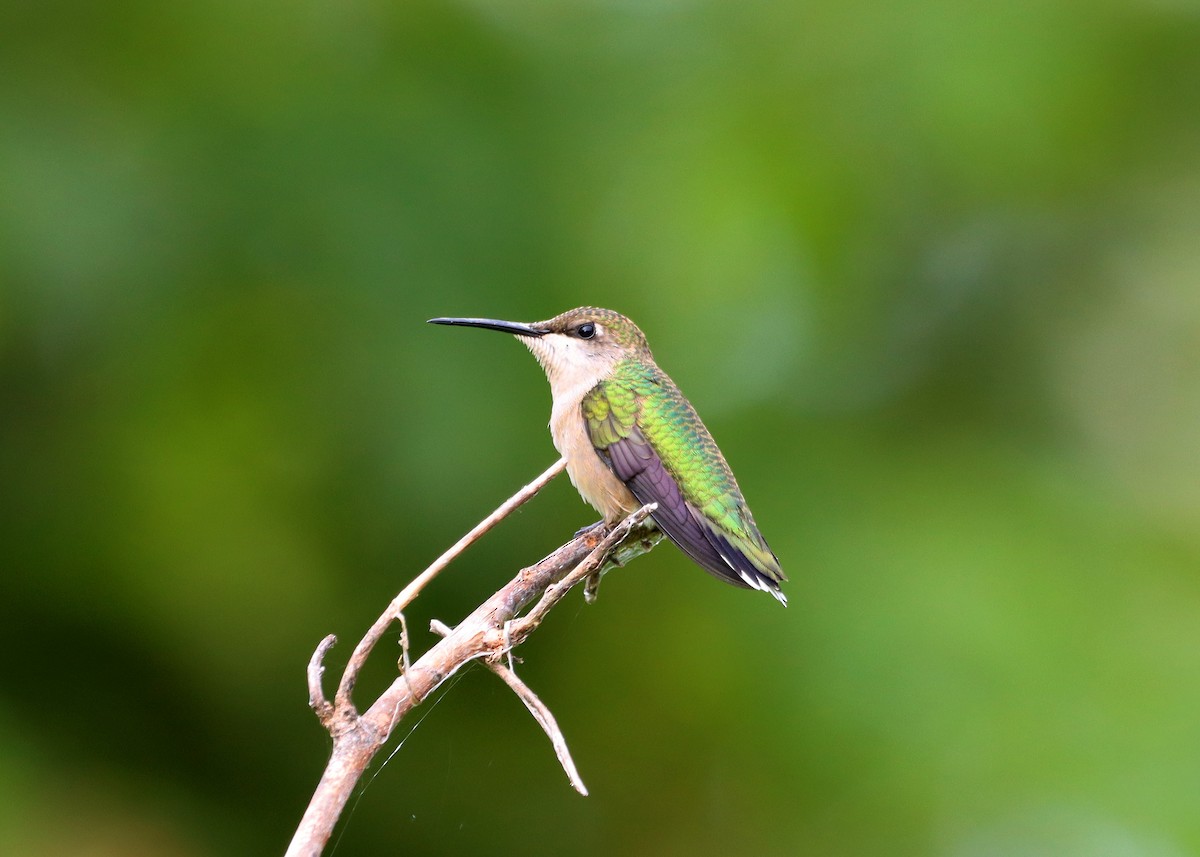 Colibrí Gorjirrubí - ML608948936