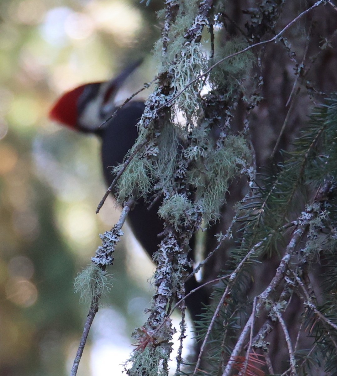 Pileated Woodpecker - ML608948953