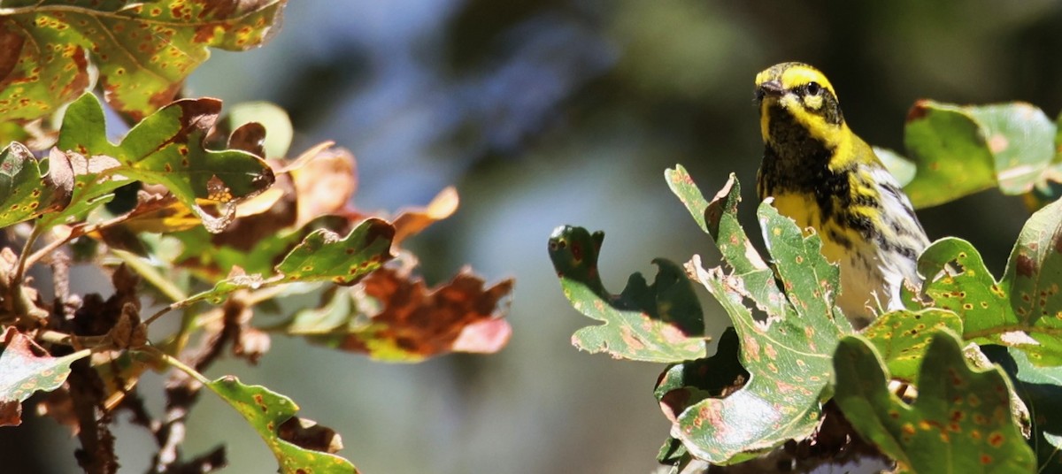 Townsend's Warbler - ML608948976