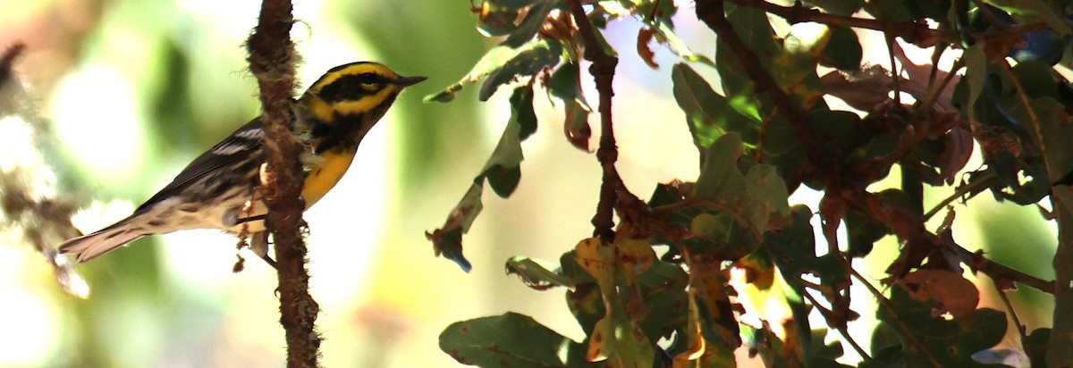 Townsend's Warbler - ML608948979