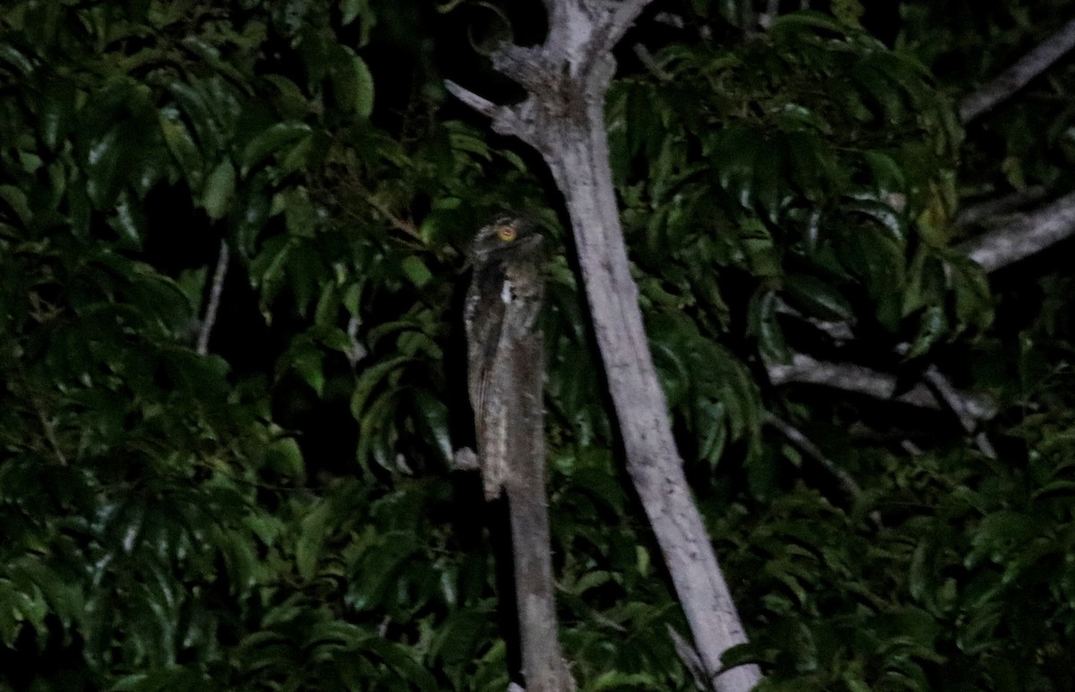 Common Potoo - ML608948985