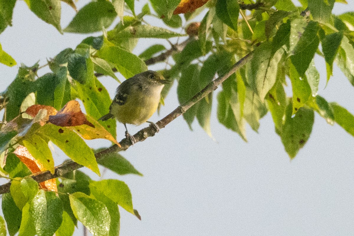 White-eyed Vireo - ML608948994