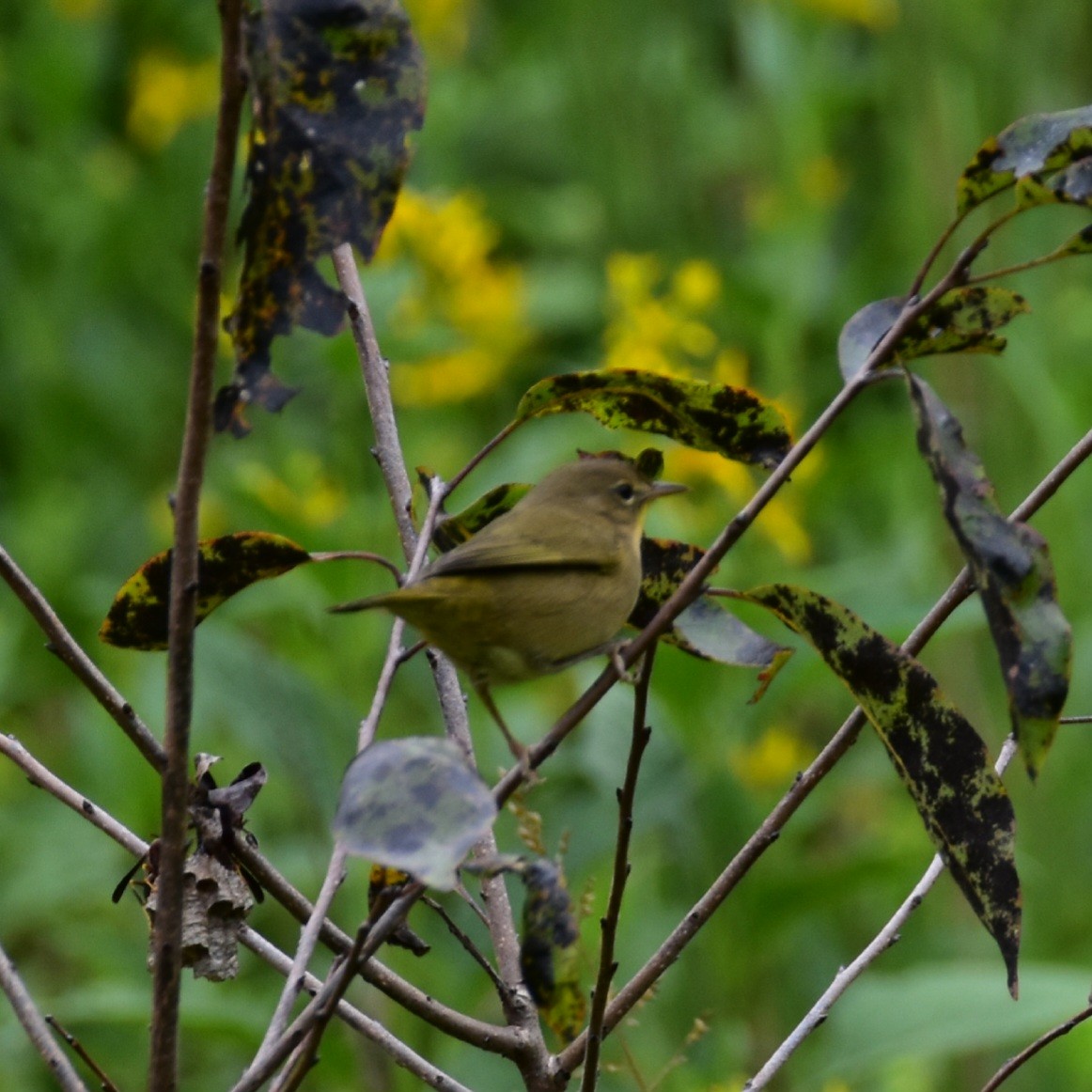 Nashville Warbler - Till Dohse