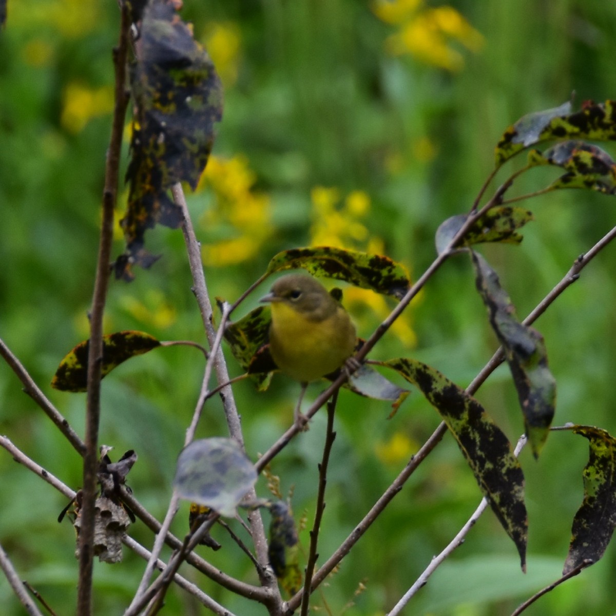 Nashville Warbler - Till Dohse