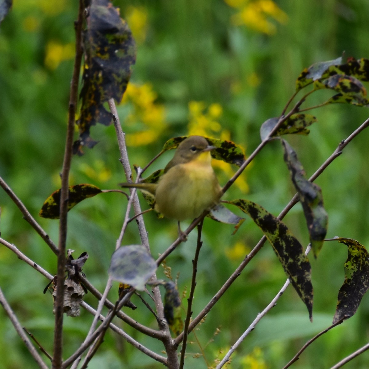 Nashville Warbler - ML608949038