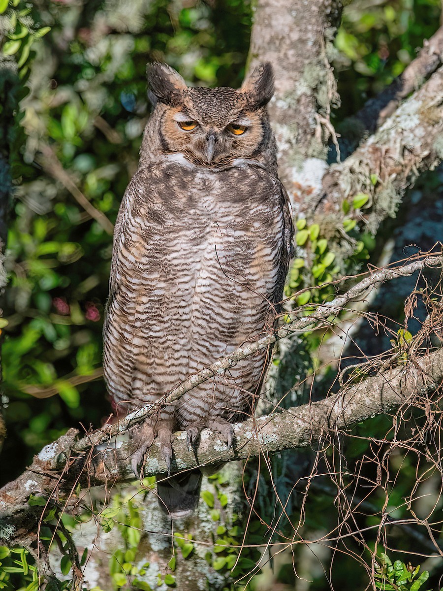 Great Horned Owl - ML608949092