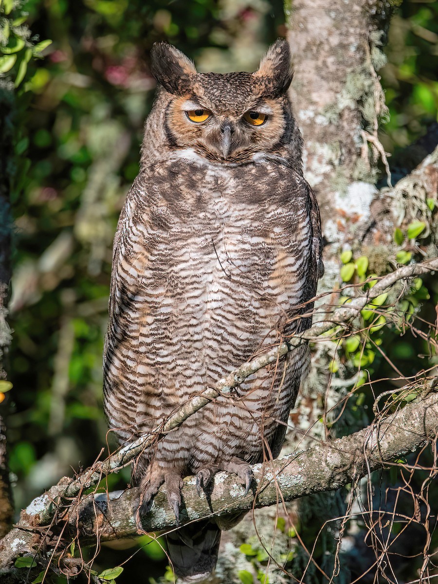 Great Horned Owl - ML608949093