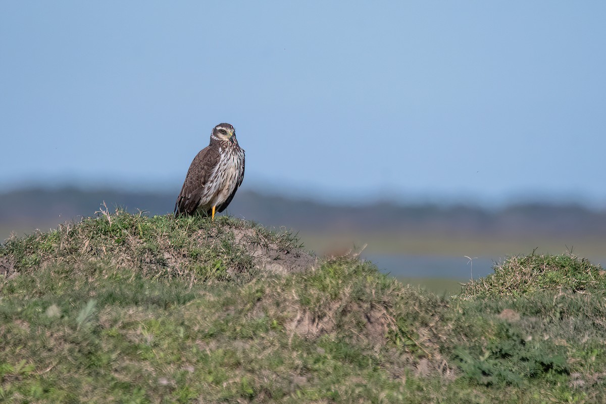 Long-winged Harrier - ML608949111