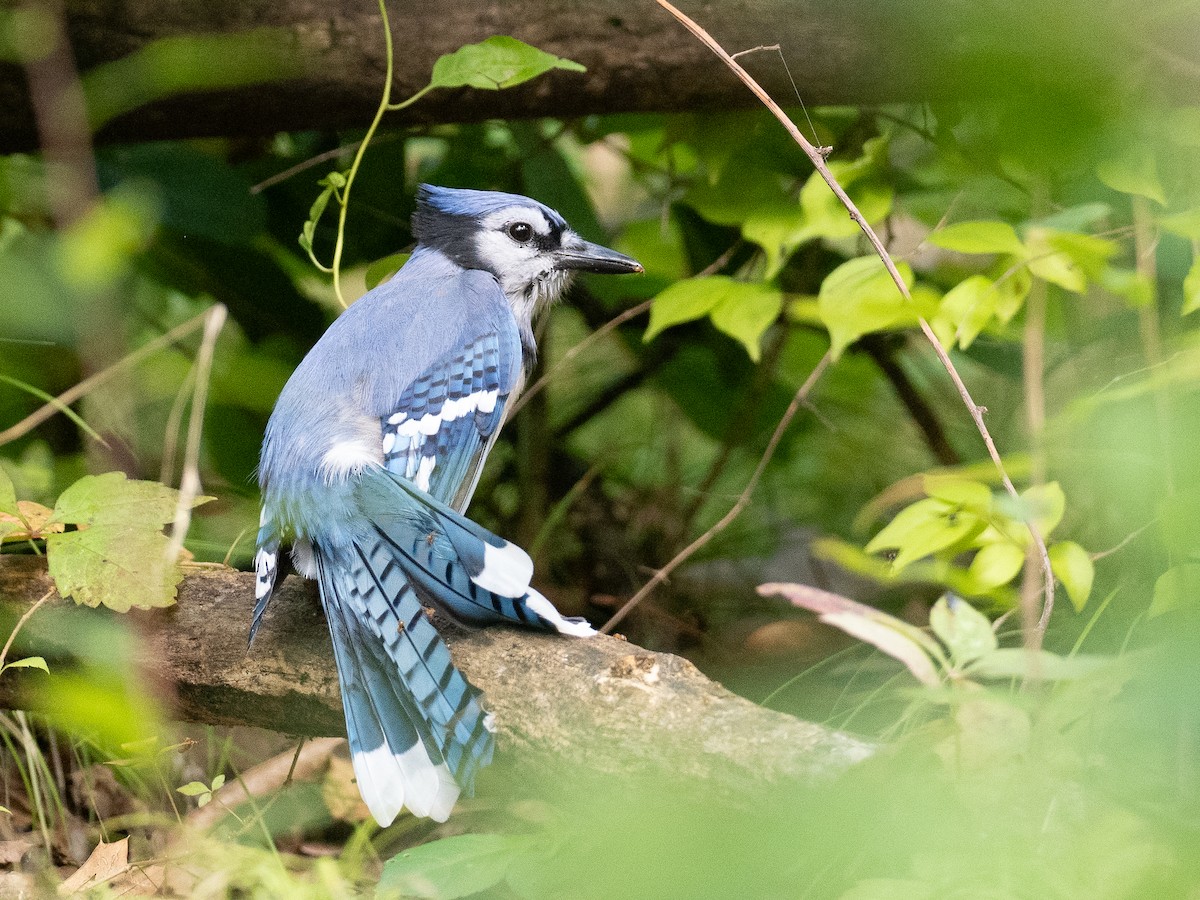 Blue Jay - Len Sander