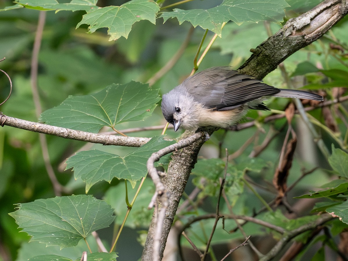 Tufted Titmouse - ML608949152