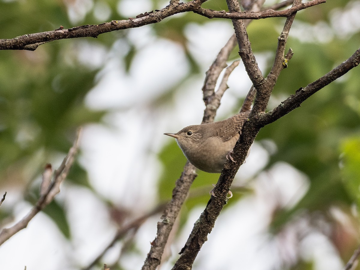 Chochín Criollo - ML608949165