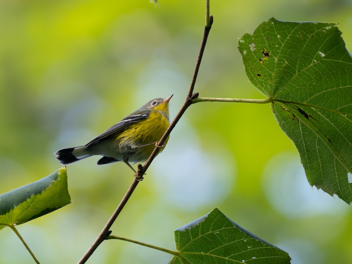 Magnolia Warbler - Len Sander