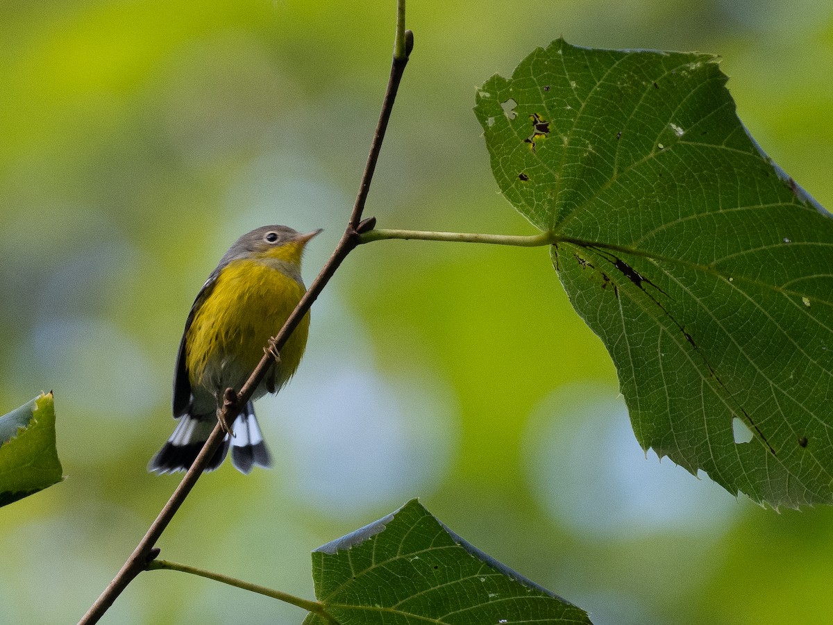 Magnolia Warbler - ML608949195