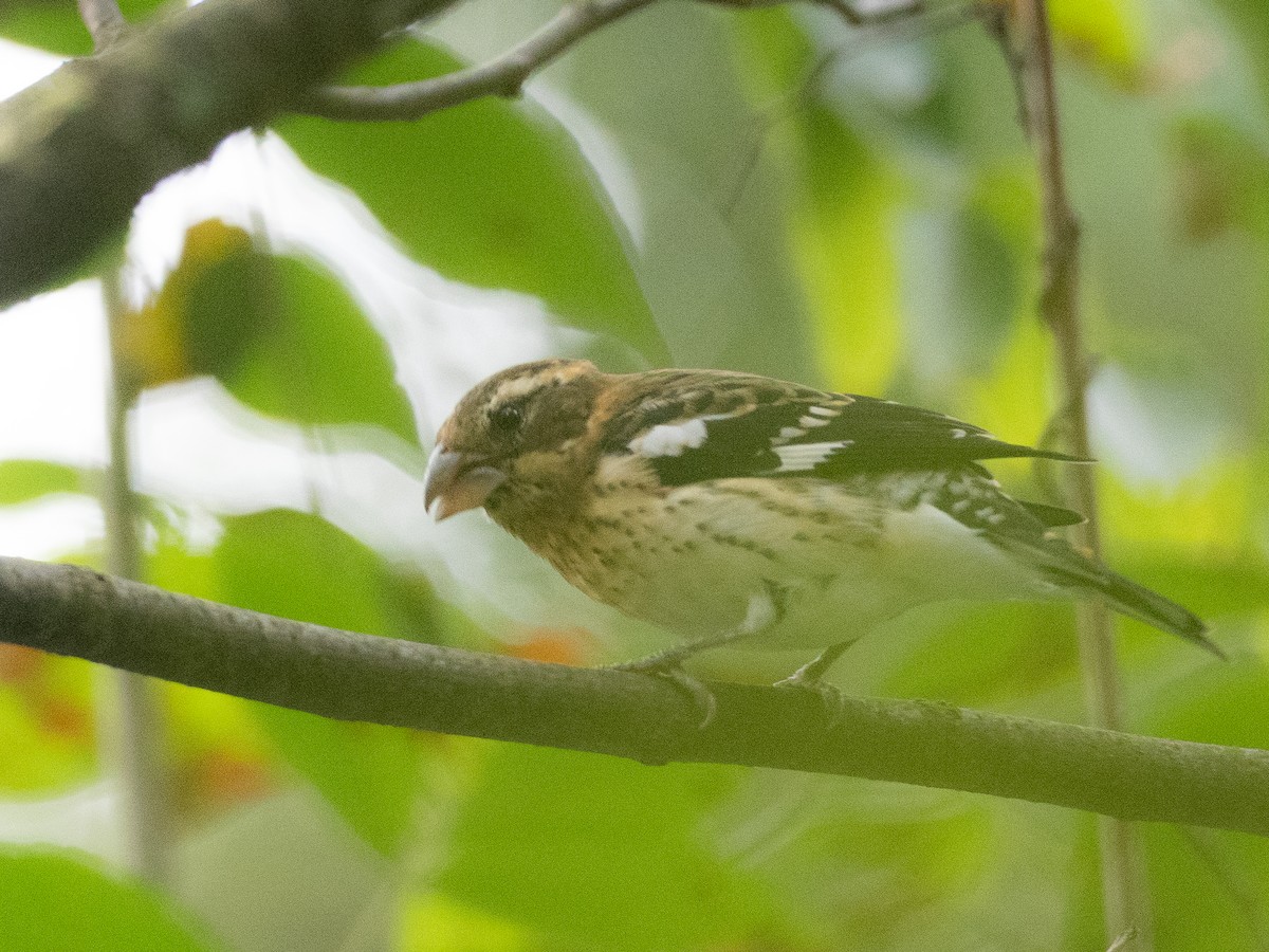 Rose-breasted Grosbeak - ML608949221