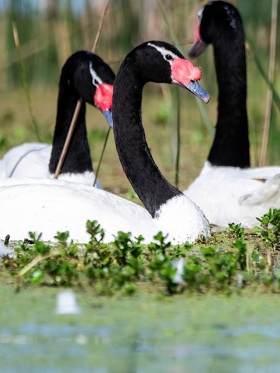 Black-necked Swan - ML608949233