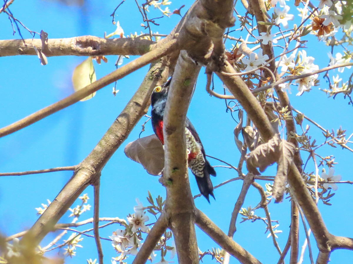 Yellow-tufted Woodpecker - ML608949287